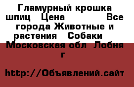 Гламурный крошка шпиц › Цена ­ 30 000 - Все города Животные и растения » Собаки   . Московская обл.,Лобня г.